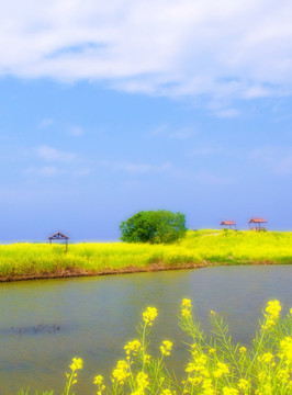 兴化李中水上森林公园 油菜花