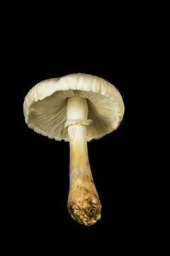 蘑菇  菌类
