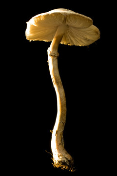 菌类  蘑菇