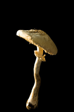 菌类  蘑菇
