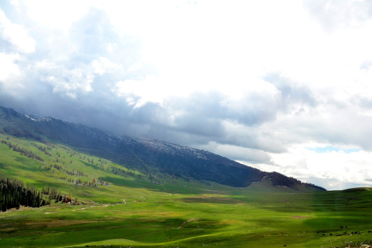 新疆风光 阿尔泰山牧场