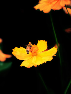 蜜蜂采蜜 金鸡菊 黑背景