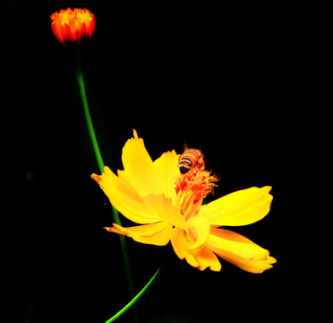 蜜蜂采蜜 金鸡菊 黑背景