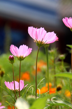 格桑花 波斯菊