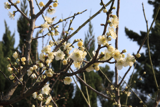 梅花