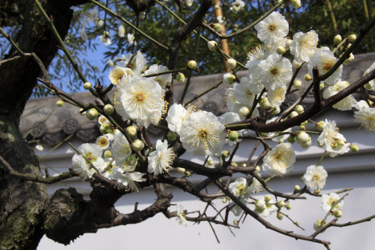 梅花