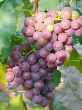 绿色食品葡萄