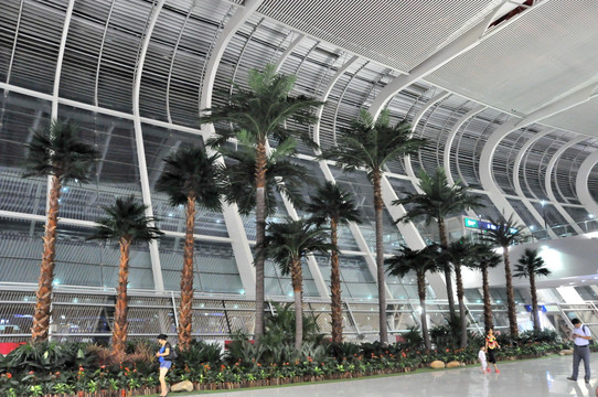 机场内饰 热带植物