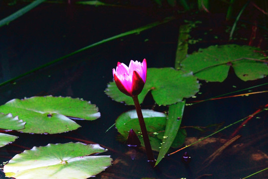 荷花