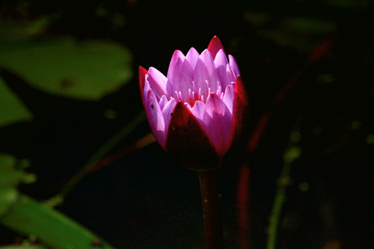荷花