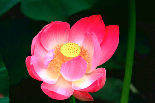 荷花