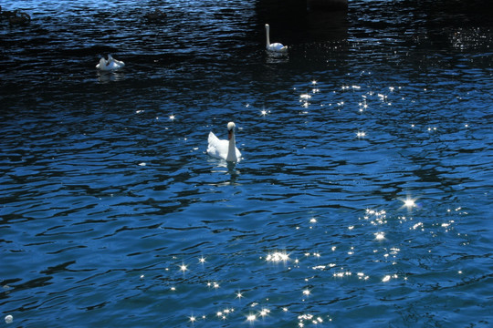 欧洲 琉森 白天鹅