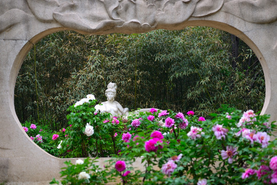 北京植物园牡丹仙子