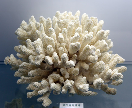 栅列鹿角珊瑚