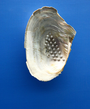 珍珠蚌标本