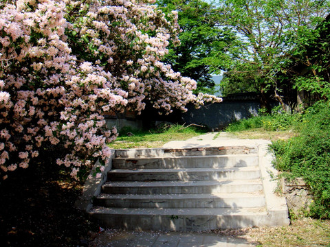海仙花树和台阶