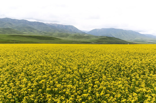 青海祁连山草原油菜花