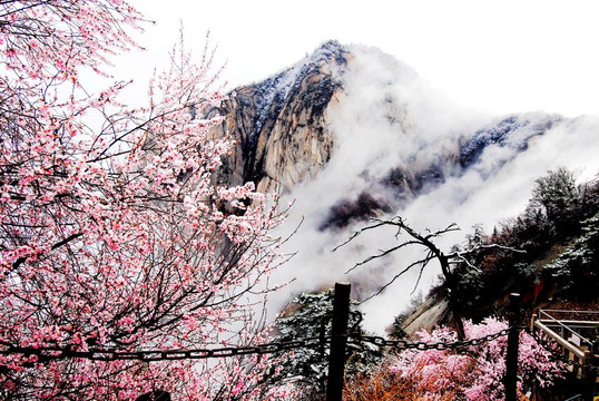 华山桃花雪景