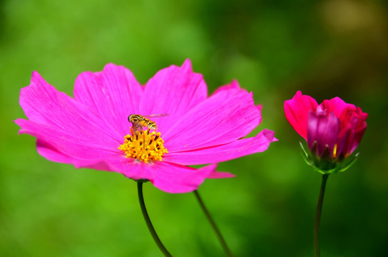 格桑花