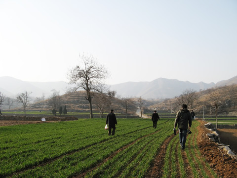 麦苗 麦田 麦地 枯树 风景