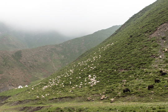 山坡牧羊