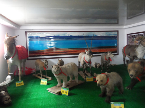 索南达杰动物标本展厅