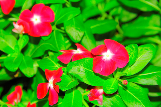 长春花