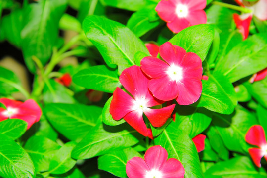 长春花