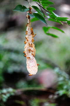 林州天平山 马蜂窝