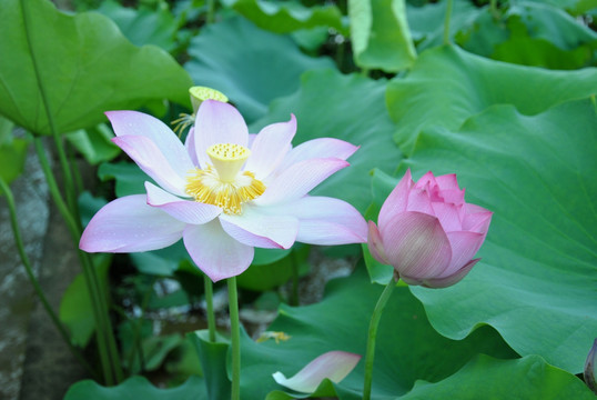 荷花
