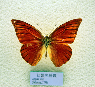红翅尖粉蝶标本