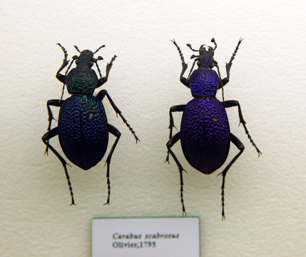 甲壳虫标本