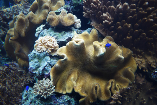 海葵 珊瑚 海鱼