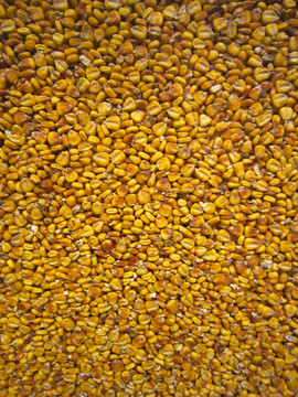 玉米种子