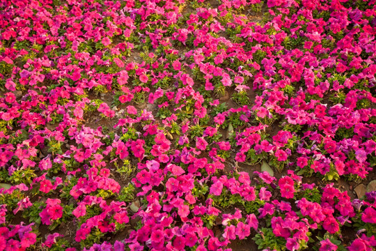 粉花 背景实拍