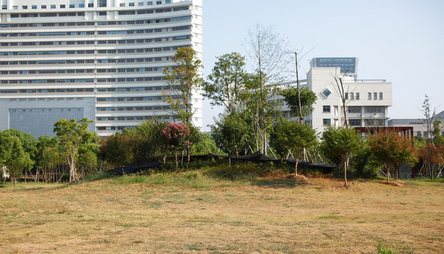 金华市民广场绿化土坡