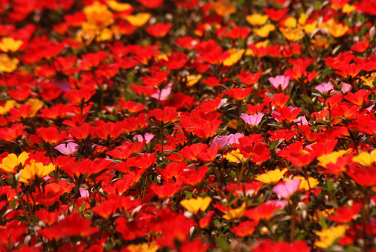 小花 红花 花卉