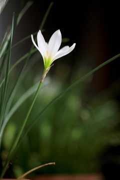 葱兰花 风雨兰 洁白花卉