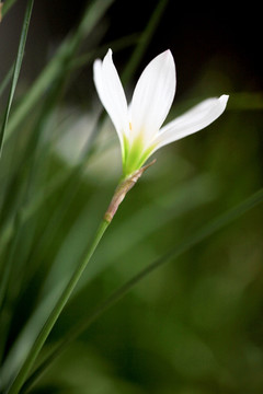 葱兰花 风雨兰 洁白花卉