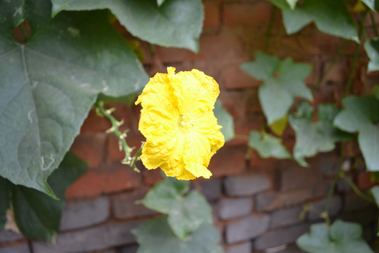 丝瓜花