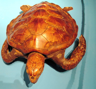 海龟标本