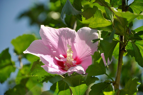 木槿花