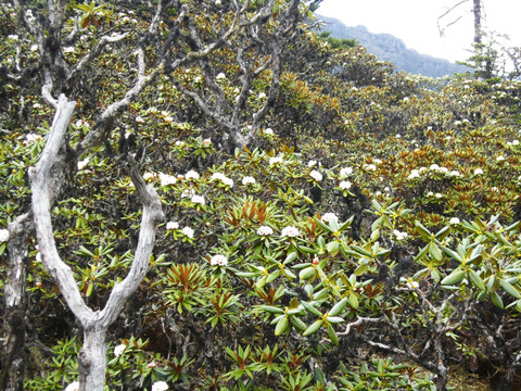 丽江老君山     杜鹃花