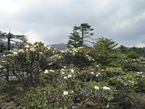 野杜鹃林