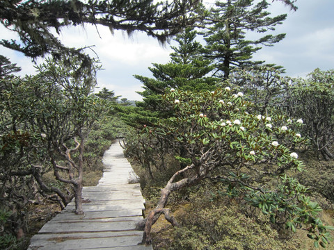 原始森林  丽江老君山