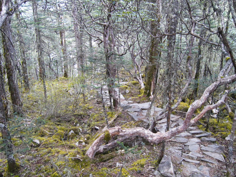 原始森林  丽江老君山