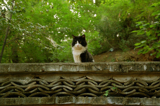 西山八大处五处 龙泉庵猫