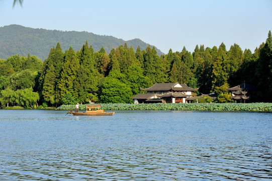 西湖 曲院风荷 早晨 初秋