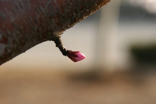 花苞