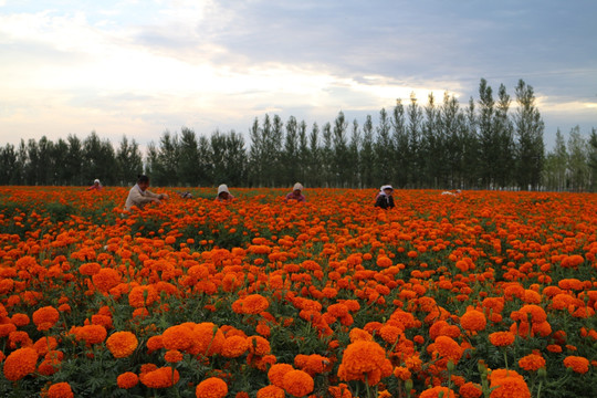 万顷花田